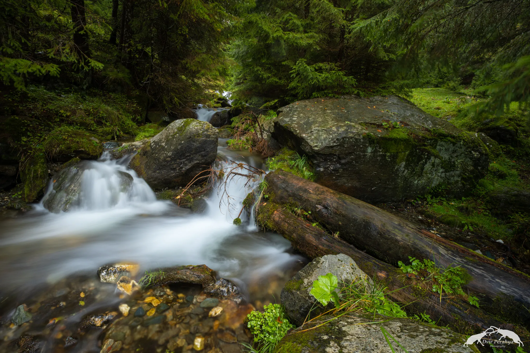 A Nubian Ibex standing on a cliff